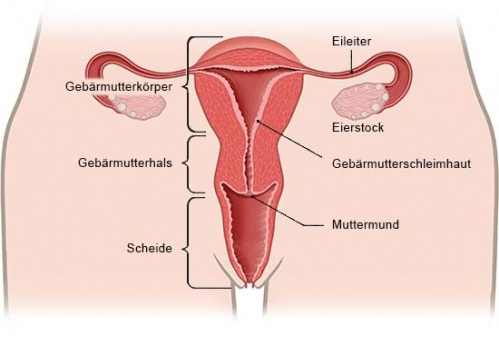 Die Anatomie der Vagina der Frau