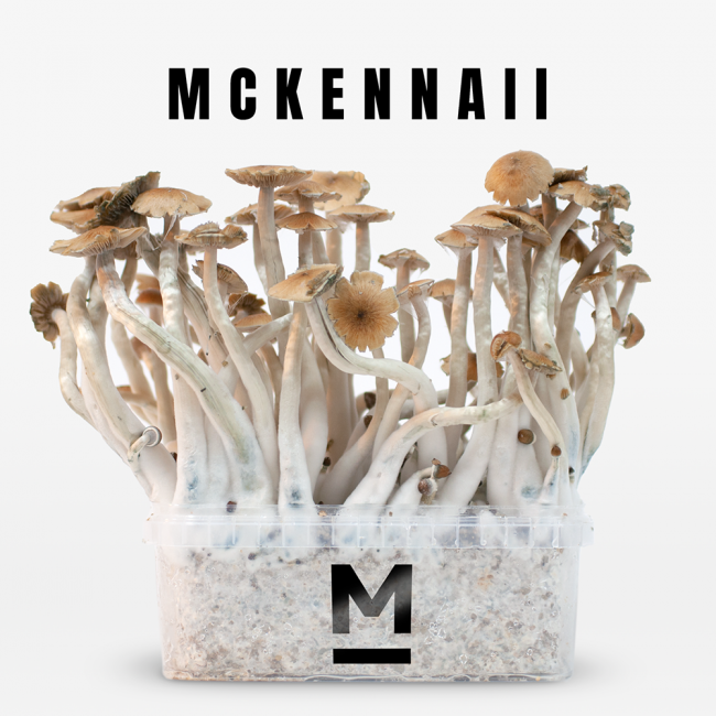 magic mushrooms zauberpilze drogen online shop versand
